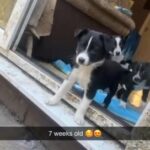 Border Collie in London