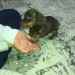 Last Girl KC Reg Miniature Dachshund in London