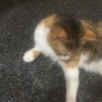 Cat For Sale Very Clean And Clear Trained in Birmingham