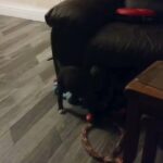 gorgeous staffy female 5mnths in Rotherham