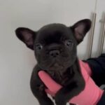 Black French Bulldog in Rotherham