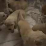 8 Beautiful Goldador Puppies 4 Girls and 4 Boys in London