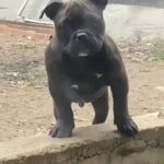 ABKC Pocket Bully’s Boy And Girl in Colchester