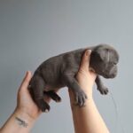 American Pocket Bully in London