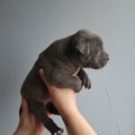 American Pocket Bully in London