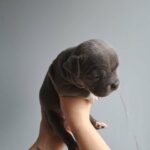 American Pocket Bully in London