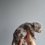 American Pocket Bully in London