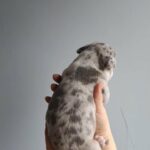 American Pocket Bully in London