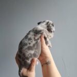 American Pocket Bully in London