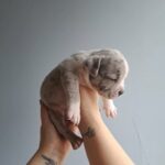 American Pocket Bully in London