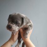American Pocket Bully in London