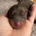 KC Miniature Dachshund Puppies in Dudley