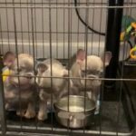 Quality Fluffy & Testable French Bulldogs in Brentwood