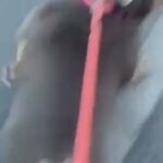 Chocolate Tri English Bulldog in Newark and Sherwood