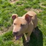 Male Xl bully in Lincoln