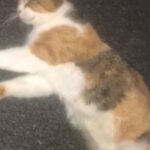 Cat Very Clean Clever Goes Outside For Toilet in Birmingham