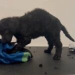 Poodle Wanted in Gateshead