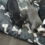 Black Staffy (Female) in Glasgow