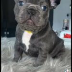 Last Boy Frenchie Ready This Weekend in Leicester