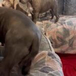 Xl Bully Puppy in Mansfield