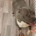 American Bully Female in Wolverhampton