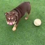 Male 8 Month Old English Bulldog in Rugby