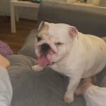British Bulldog in Southwark