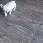 kc French bull dog carrying testable and fluffy in Leeds