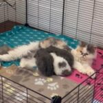 GCCF registered Persian Kittens in Berkshire