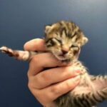 5 Mixed Tabby Kittens in Vale of White Horse