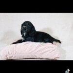 *LAST 2 Girls* Ready Now Fully Health Tested Cocker Spaniels in Staffordshire
