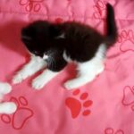 female kittens for sale in Manchester