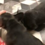 French Bulldog Pups in Thurrock