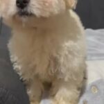 Pure Bichon Puppies in Northampton
