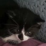 2 lovely kittens in London