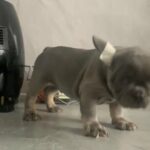 French Bulldog Pups in Glasgow