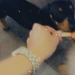 beautiful female dachshund ready to leave in Bristol