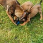 malinois puppies in London