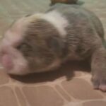 bulldog puppy for sale in Barrow-in-Furness