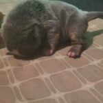 bulldog puppy for sale in Barrow-in-Furness