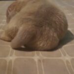 bulldog puppy for sale in Barrow-in-Furness