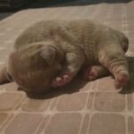 bulldog puppy for sale in Barrow-in-Furness