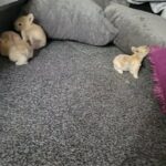 4 Bunnies for sale in Glasgow