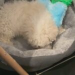 Bichon Frise Puppy Male in London