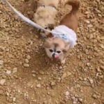 Long Coat Chihuahuas 4 rehoming in Bassetlaw