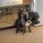 Xl Bully Open For Stud in Central Bedfordshire