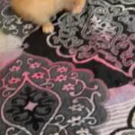 Kittens For Sale (delivery Available) in Coventry