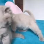 Stunning British Shorthair Girl Show Quality Registered Tica in London