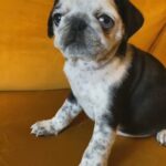 Quality Koi Pug Female Available *Reduced* in Telford and Wrekin