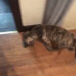 Tri Merle Mixed Mastiff in Dumfriesshire